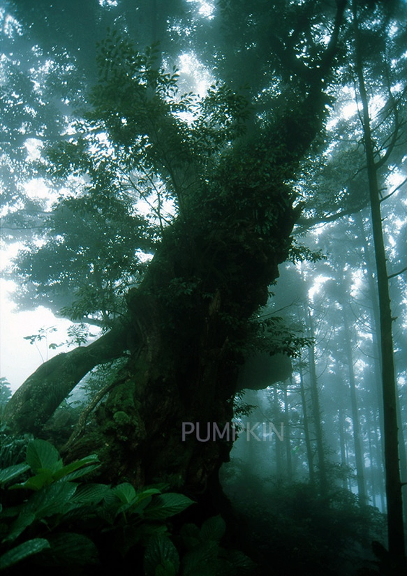 霧の森-No2　　PH-A4-066   御蔵島　スダジイ　椎の木　森　雨　霧　　 1枚目の画像