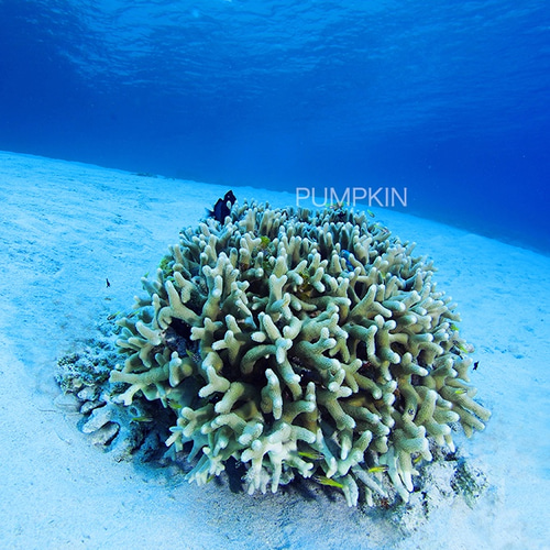 白砂のサンゴ PH-A4-072 沖縄 慶良間諸島 水中 サンゴ礁 透明