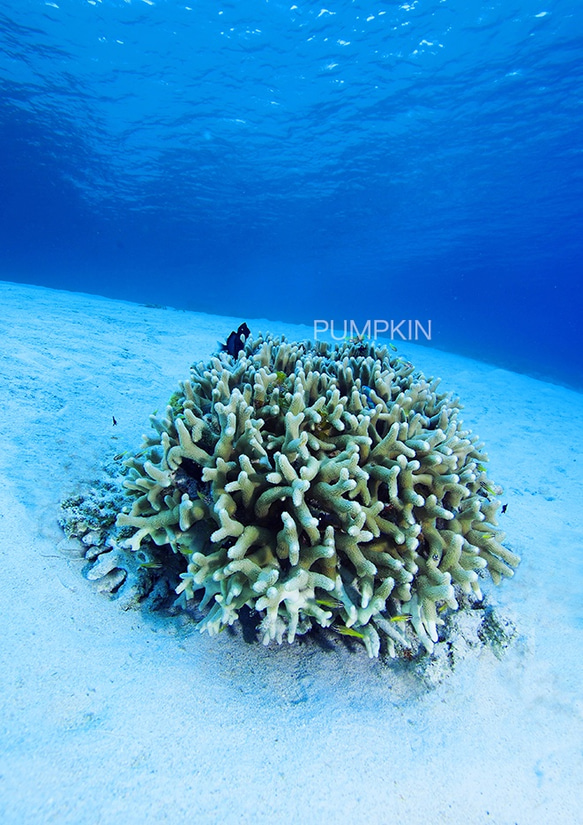 白砂のサンゴ　　PH-A4-072　　沖縄　慶良間諸島　水中　サンゴ礁　透明　白砂 1枚目の画像