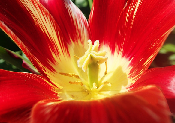 バレリーナ　　PH-A4-074　　　チューリップ   花　赤い花　春　陽光　晴天　花の芯 1枚目の画像
