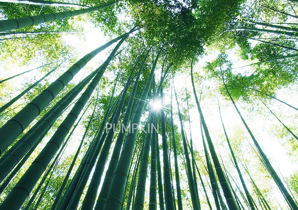 竹林の小径-Ⅰ  PH-A4-093    写真　A4  鎌倉　竹寺　竹林　静寂　雅 1枚目の画像