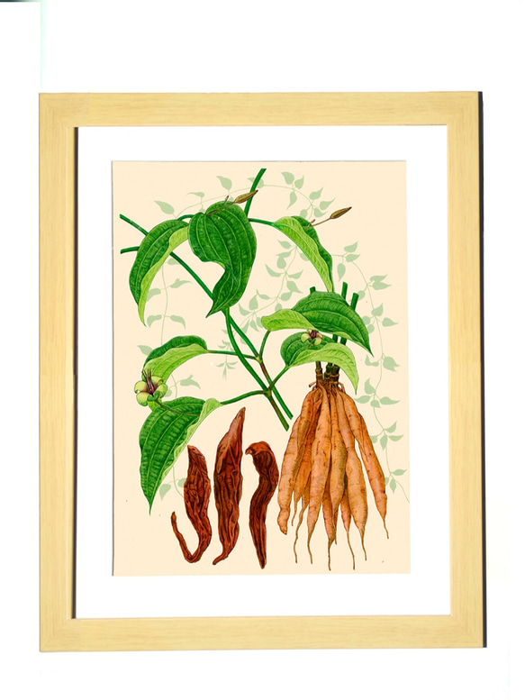 ハーブダイアリー　B-A4-06  ボタニカルアート　イラスト　百部　植物画　漢方　薬草 2枚目の画像