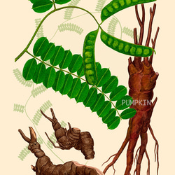 ハーブダイアリー　B-A4-09  ボタニカルアート　イラスト　鶏骨草　植物画　漢方　薬草 1枚目の画像