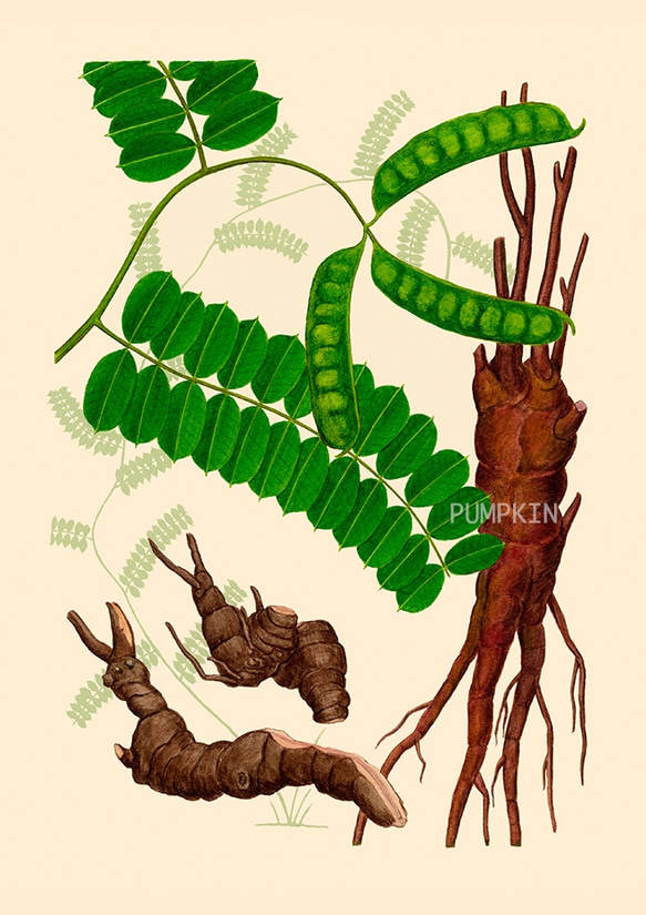 ハーブダイアリー　B-A4-09  ボタニカルアート　イラスト　鶏骨草　植物画　漢方　薬草 1枚目の画像