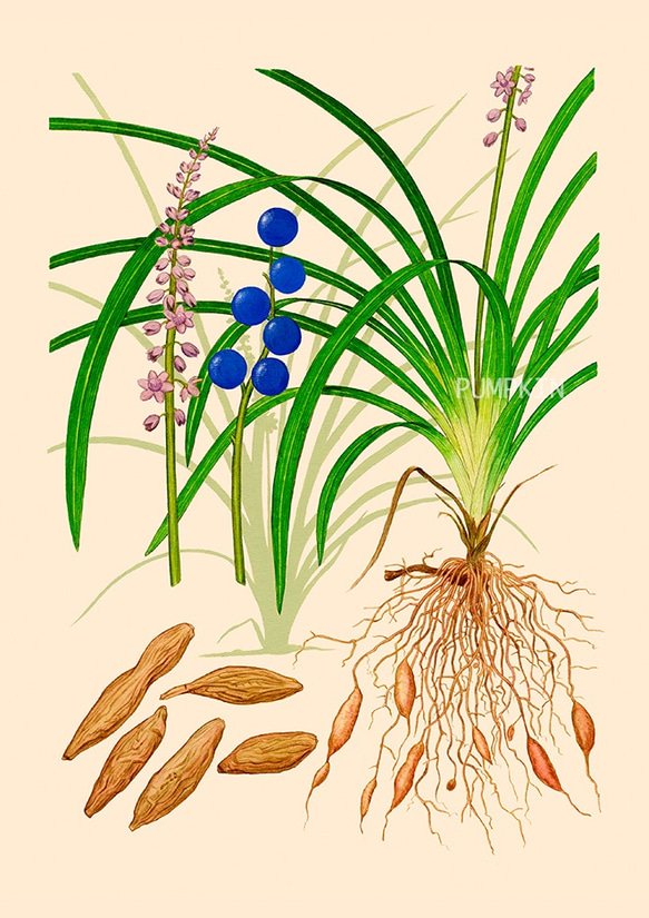 ハーブダイアリー　B-A4-013  ボタニカルアート　イラスト　バクモントウ　植物画　漢方　薬草 1枚目の画像