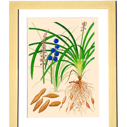 ハーブダイアリー　B-A4-013  ボタニカルアート　イラスト　バクモントウ　植物画　漢方　薬草 2枚目の画像