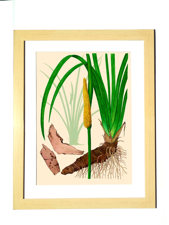 ハーブダイアリー　B-A4-014  ボタニカルアート　イラスト　石菖蒲　植物画　漢方　薬草 2枚目の画像