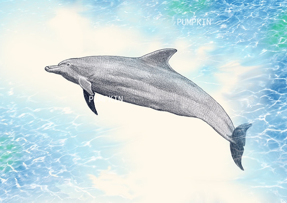 ドリームドルフィン-1 D-A4-016 鉛筆画 素描 デッサン イラスト