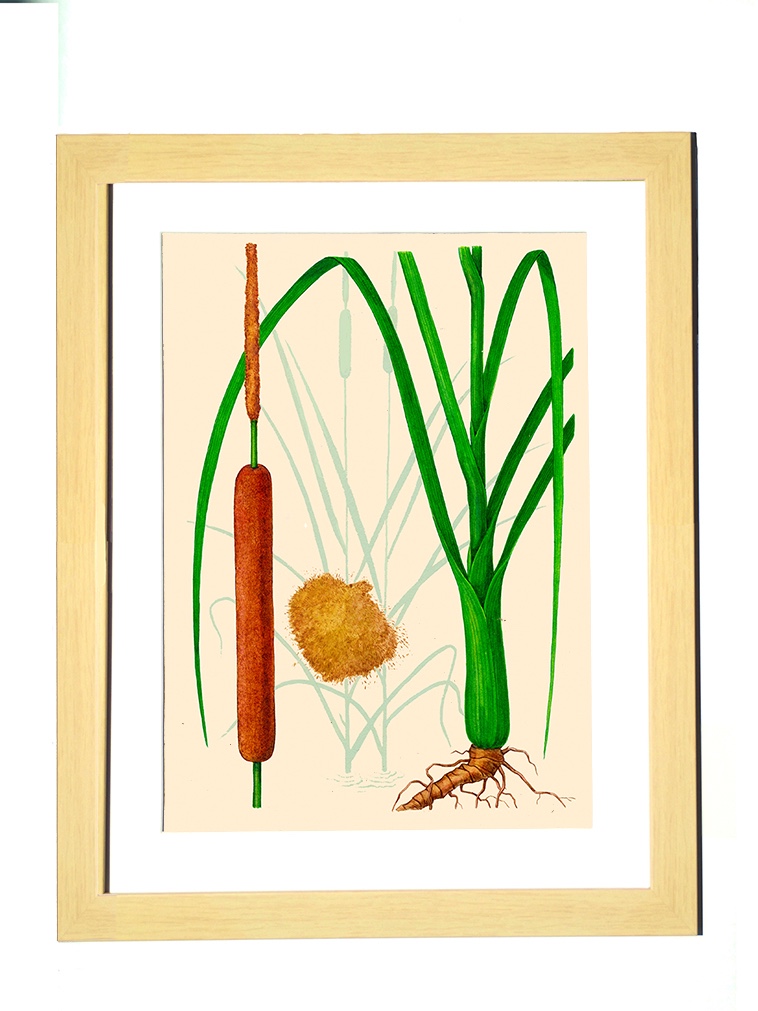 ボタニカルアート 2枚 イタリア製 植物画 軟らかい 