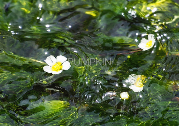 水中花-2　PH-A4-0118  写真　花　三島梅花藻　ミシマバイカモ　花弁　清流　流れ　富士山　渓流 1枚目の画像