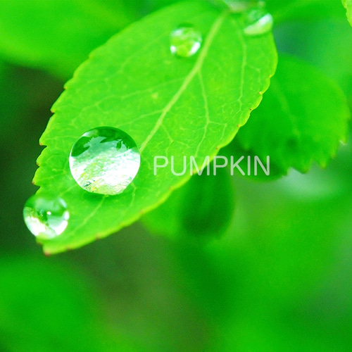 しずく-No6 PH-A4-0138 写真 雫 雨 水滴 雨粒 小雨 光 水の玉