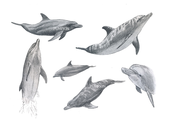 めぐ　鉛筆画 A4サイズ 幻想的な鉛筆画 A4サイズ（気軽に始められる！優しい風合いの