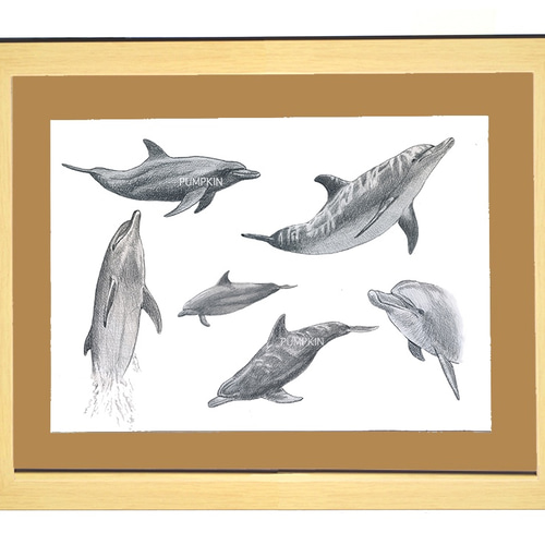 イルカ A4-03 イルカ 素描 デッサン イラスト 鉛筆画 ドルフィン