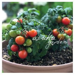 ブッシュトマトの種(コンパクト・ドワーフトマト) ブッシュトマトの種