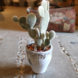 ふわっふゎ！うさぎさんみたいなサボテン バニーカクタス A 多肉植物