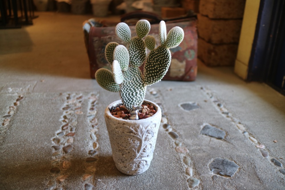 ふわっふゎ！うさぎさんみたいなサボテン バニーカクタス B 多肉植物