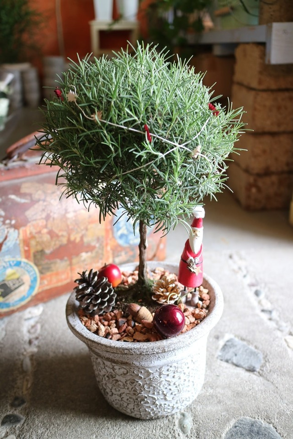 ローズマリー の まあるい クリスマスツリー 丸 サンタさん！ 2枚目の画像