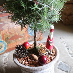 ローズマリー の まあるい クリスマスツリー 丸 サンタさん！ 3枚目の画像