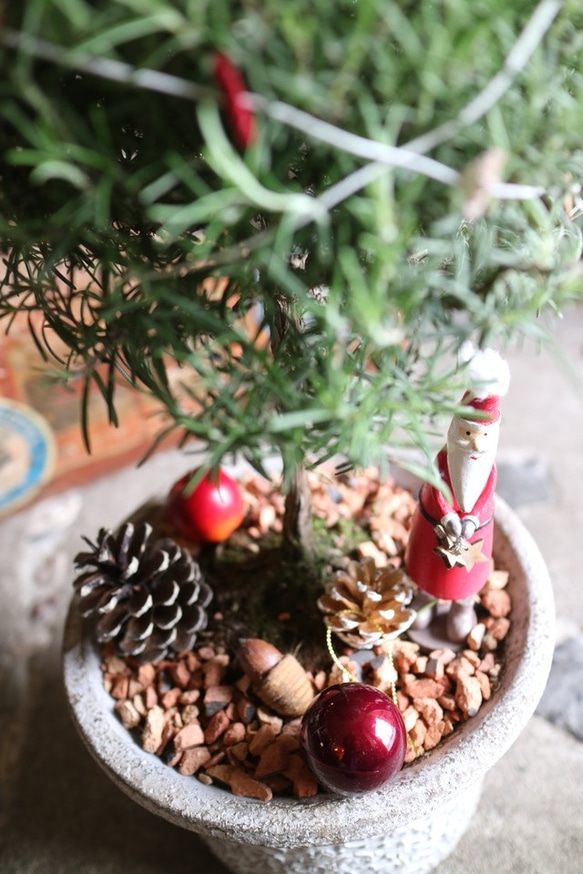 ローズマリー の まあるい クリスマスツリー 丸 サンタさん！ 4枚目の画像