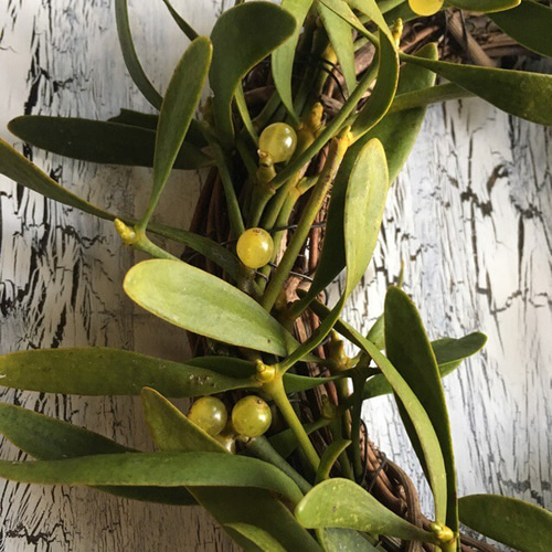 即納>クリスマスヤドリギリース リース Costmary 通販 4996725
