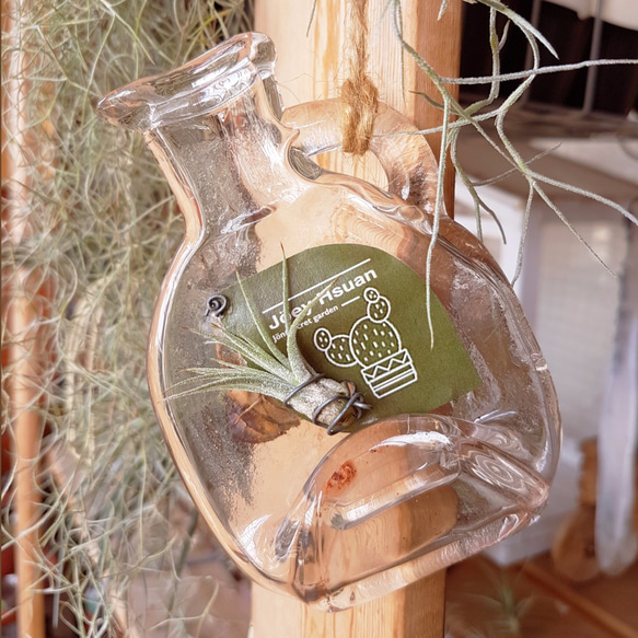 瓶中精靈 玻璃吊盆 "Genie in a bottle" hanging pot 第1張的照片
