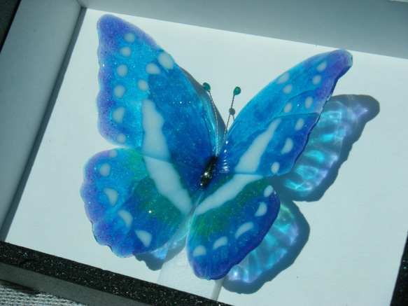 ちょっと大きめ　モルフォ蝶のブローチ　フレーム付きボックス 5枚目の画像