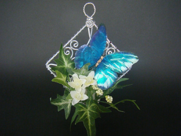髪飾り レジンのモルフォ蝶 ウォールディスプレイ その他ヘア