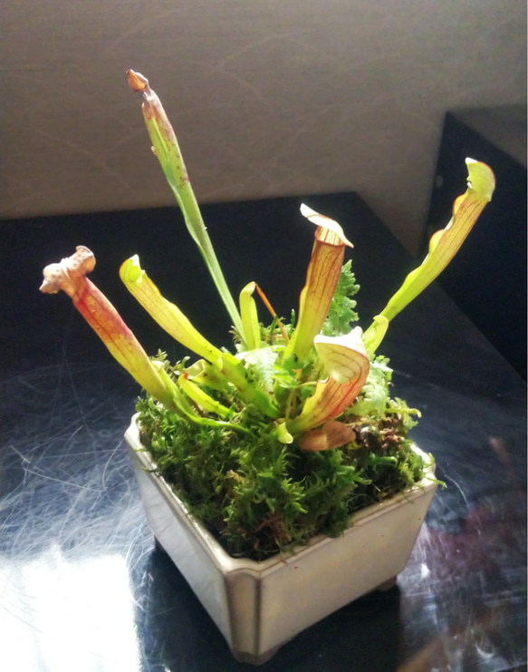 食虫植物サラセニア苔盆栽★Winterフェア 1枚目の画像
