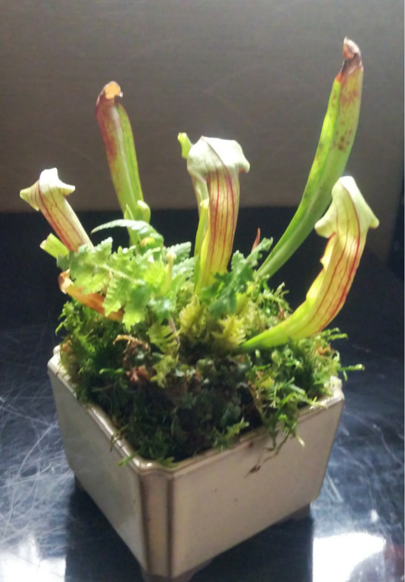 食虫植物サラセニア苔盆栽★Winterフェア 3枚目の画像