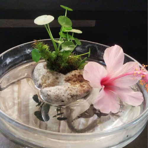 ウォーターマッシュルームミニ苔石盆栽ガラス水盤☆autumnフェア