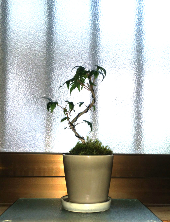 山紅葉(曲がり)の苔盆栽★冬の先取りフェア 3枚目の画像