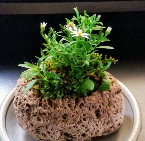 ☆オーダー☆山野草苔石盆栽☆SPRINGフェア 一輪挿し・花瓶・花器