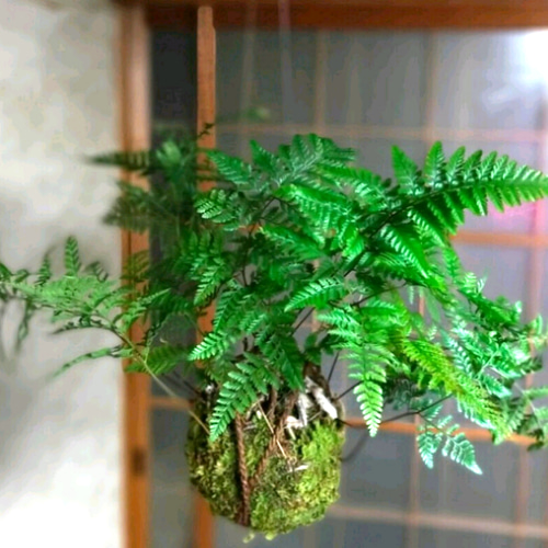 吊り忍(西洋シノブ)☆Summerフェア 一輪挿し・花瓶・花器 COCOMOMO