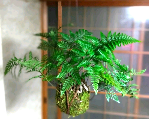 【超美品】飛騨産業　segno  セーニョ　森のあしあと　小物入　花器　新品 SAJOU 縫い針 20本セット