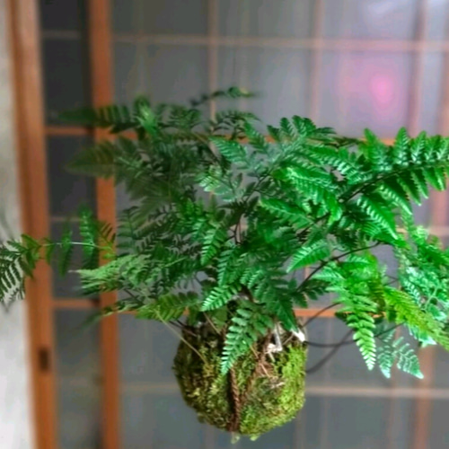 吊り忍(西洋シノブ)☆Summerフェア 一輪挿し・花瓶・花器 COCOMOMO 