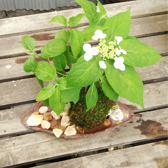 山紫陽花変形苔玉★springフェア 2枚目の画像