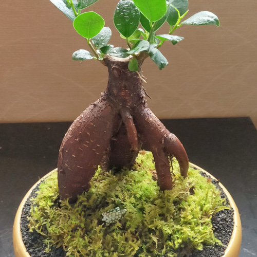 中型盆栽 ガジュマル