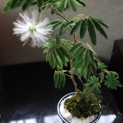 ネムノキ苔盆栽★autumnフェア 1枚目の画像