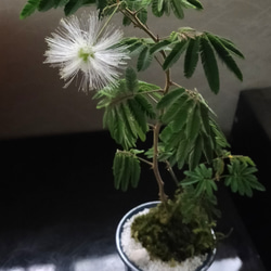 ネムノキ苔盆栽★autumnフェア 2枚目の画像