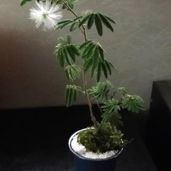 ネムノキ苔盆栽★autumnフェア 4枚目の画像