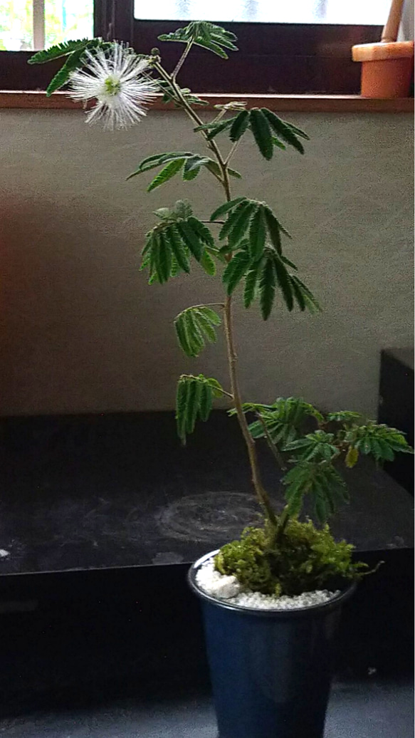 ネムノキ苔盆栽★autumnフェア 5枚目の画像