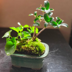 スウィートオリーブ苔盆栽★Winterフェア 2枚目の画像