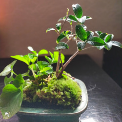 スウィートオリーブ苔盆栽★Winterフェア 3枚目の画像