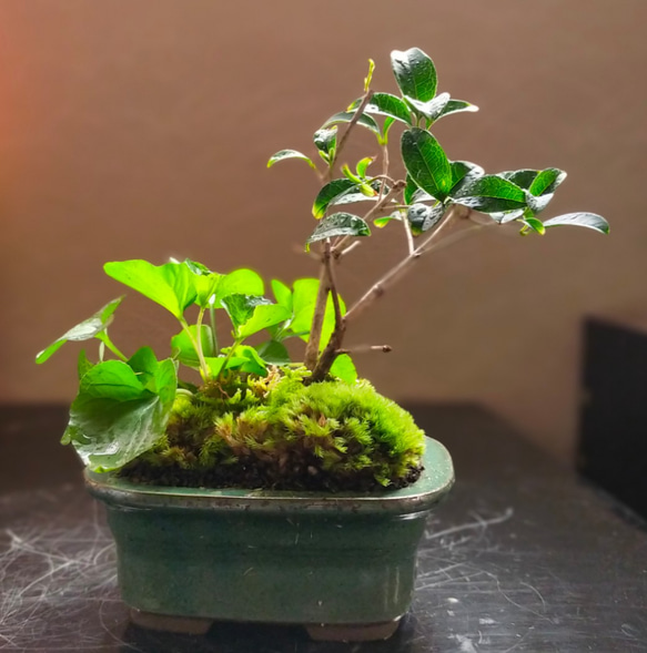 スウィートオリーブ苔盆栽★Winterフェア 4枚目の画像