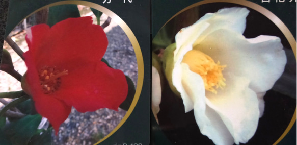 ★送料無料★オーダー★大きな椿苔盆栽★WINTERフェア 6枚目の画像