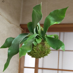 コウモリラン吊り天然苔玉★Springフェア 3枚目の画像