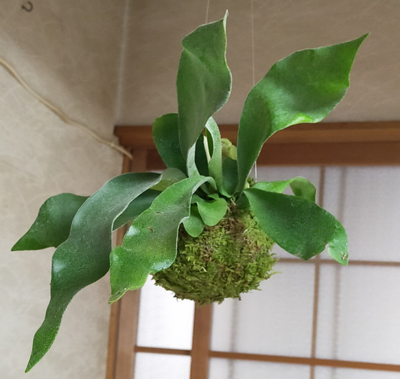 コウモリラン吊り天然苔玉★Springフェア 3枚目の画像