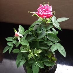 2色咲き姫薔薇セメント石器鉢★Winterフェア 1枚目の画像