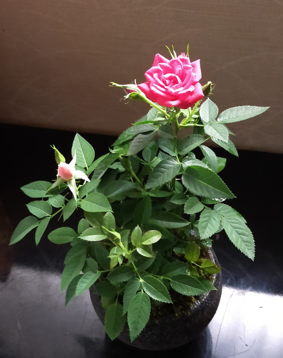 2色咲き姫薔薇セメント石器鉢★Winterフェア 1枚目の画像