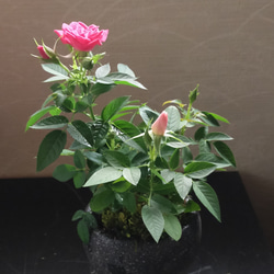 2色咲き姫薔薇セメント石器鉢★Winterフェア 2枚目の画像